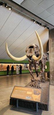 American mastodon