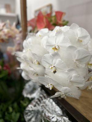 White Orchids