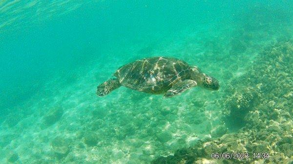 Honu (saw 3 of them on this tour)