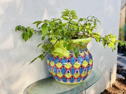 LOVE! Hand painted terra cotta pot worked beautifully for my trailing Bougainvillea thank you so much! xoxo