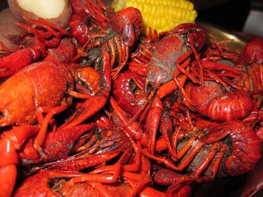 closeup of crawfish