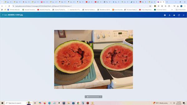 Giant crack within the watermelon is a no no. Grown too fast and was mealy.