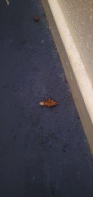 Cockroach one