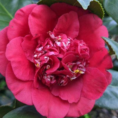 Camellia japonica 'April Tryst'