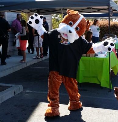 Billy the Bulldog at Dog Dayz 2015!