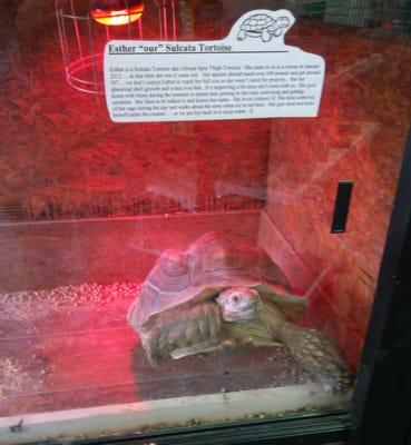 This is Esther, a Sulcata Tortoise. Normally it's walking around the store. So if you go be sure and close the door behind you.