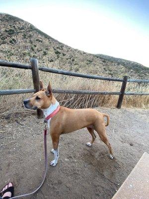 Hiking in a spot Kayla showed me , and taught me how to help handle other dogs on the trail