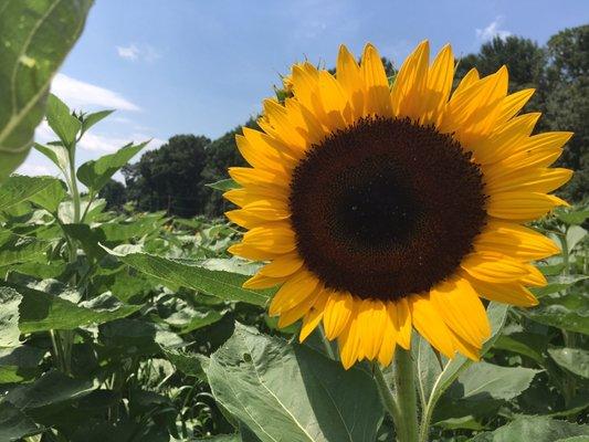 New this year is our sunflower garden! Pick your own or choose from our buckets.