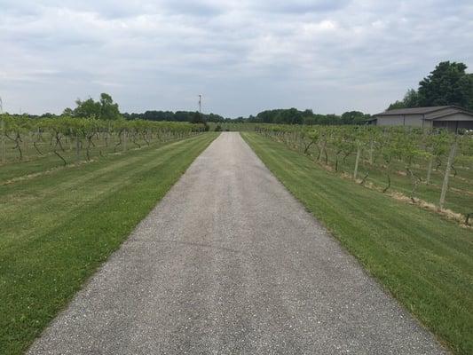 The vineyards.