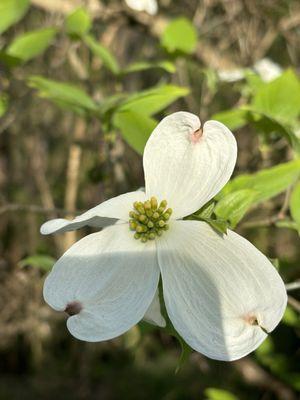 Spring flowers on trees