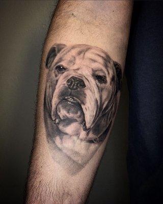 Bulldog portrait by Stephen Lambert