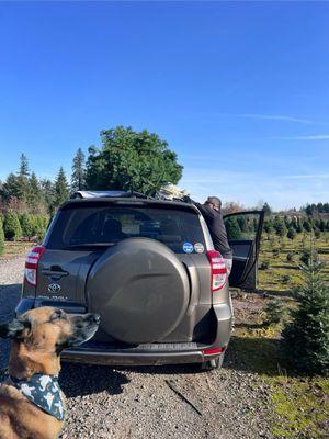 Tossing our tree on the RAV4