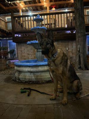 German shepherd by one of the many water fountains