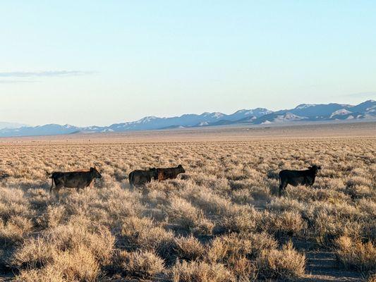 Watch out for cows Crossing Extraterrestrial Highway 375!