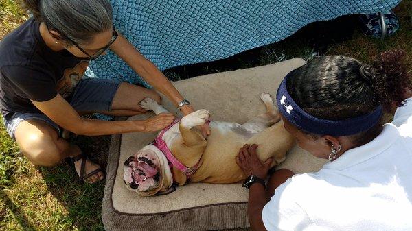 Canine massages at the annual Dogs Gone Swimming event