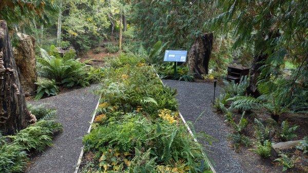 Fern table located at Renaissance Garden at Heronswood.