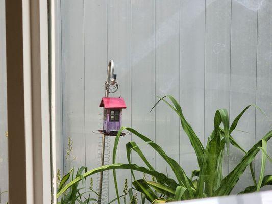 Birds are welcomed to Winter Park Dentistry, too.