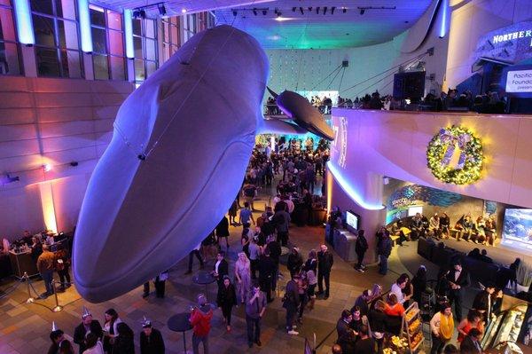 These are hanging in the Aquarium of the Pacific.