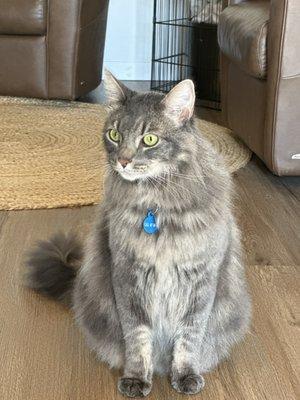 Blaze - Maine Coon Mix