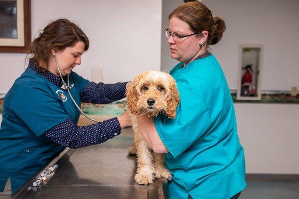 Cornerstone Veterinary Hospital