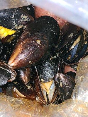 Black mussels