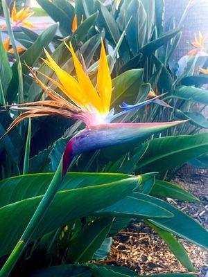 Bird of paradise outside my hotel.