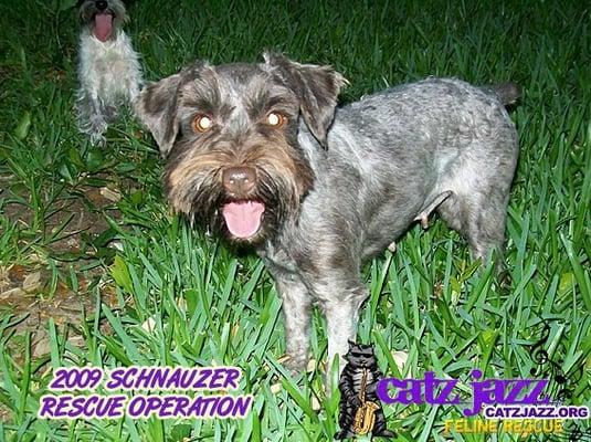 Catz Jazz assisted in urgent rescue operation of 87 Schnauzers recovered from a home where they were found living in feces.