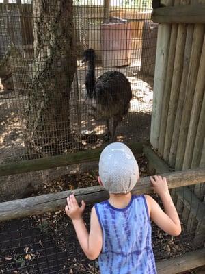 The emus are cool. Very shady area you can just sit and watch two of them