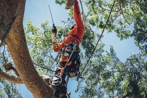 We are dedicated to offering top-rated tree services in the Los Angeles area.