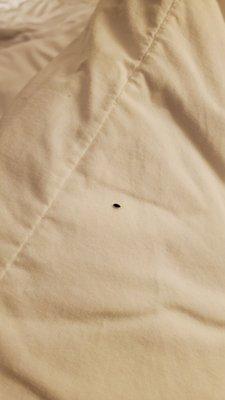 Bug on pillow