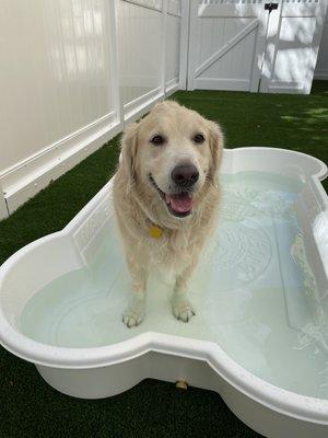 Mollie in the pool!