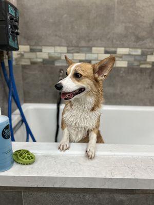 I protest bath time but I love all the snacks and people at barking dogs!