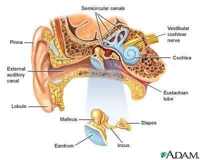 The Auditory system is explained in detail