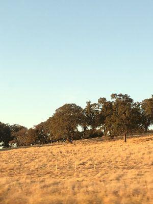 Autumn day near Jackson CA.