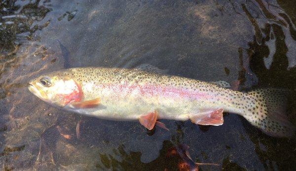 Another spectacular fish raised at Carpenters Brook!