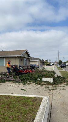 Stump Grinding