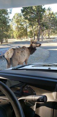 The Elk were very interested in our RV rental too....