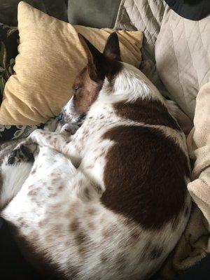 A sleepy Kevin after a very exciting stay at Camp K9.