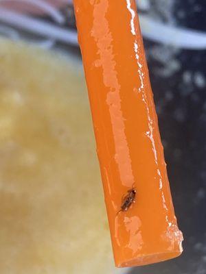 A bug on my straw