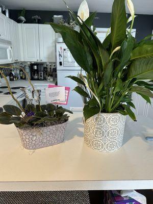 Peace Lily and purple flowered plants.