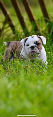 Grand Traverse Veterinary Hospital