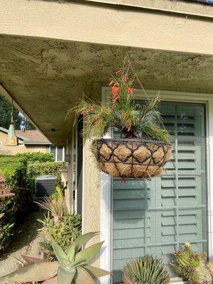 Firecracker plant I put in a hanging basket. 5 gallons.