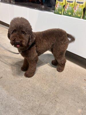 Poodle cut