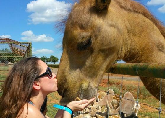 Yes, I kissed this adorable camel! And NO, my husband still won't buy me one for a pet......