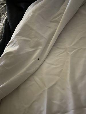 Bed bug in the sheet