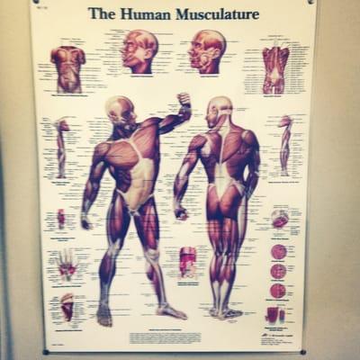 The Human Musculature.