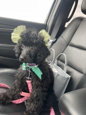 Her first groom!