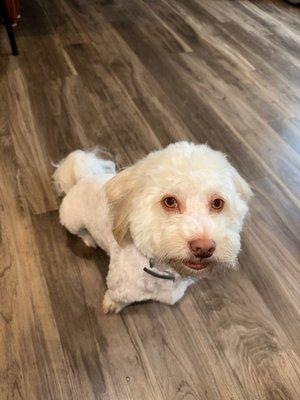 My dog after a groom