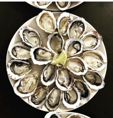 Oysters