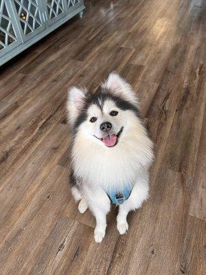 @lagunathepomsky is feeling fresh and clean!